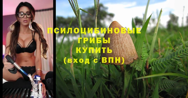 прущие грибы Бородино